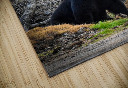 Black Bear 3 Danybilodeau puzzle