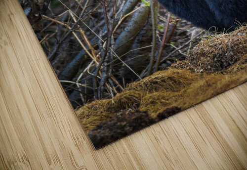 Black Bear 2 Danybilodeau puzzle