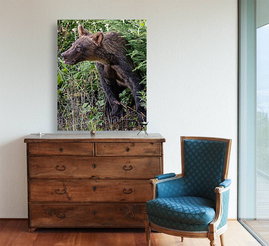 Grizzly cub Reproduction