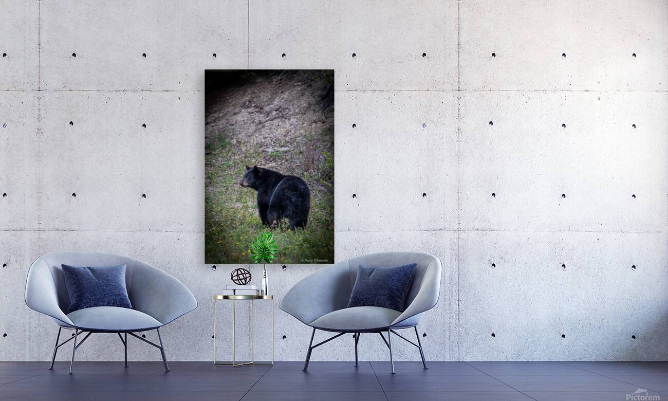 Black Bear walking away  Reproduction