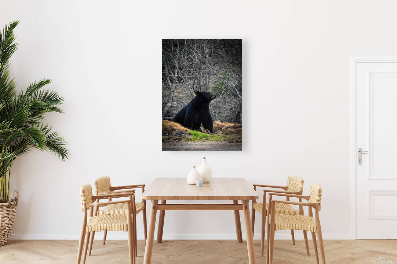 Black Bear 3 Reproduction