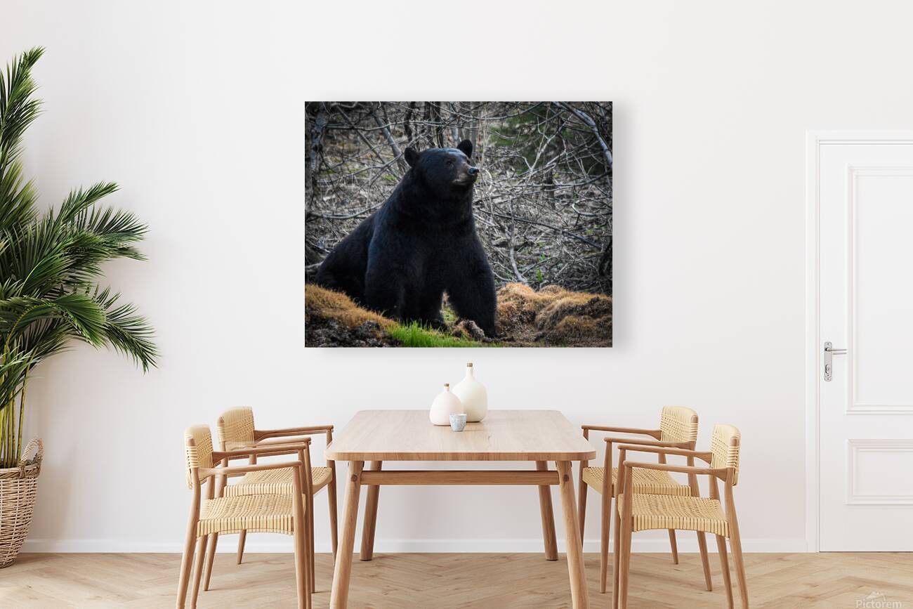Black Bear 1 Reproduction