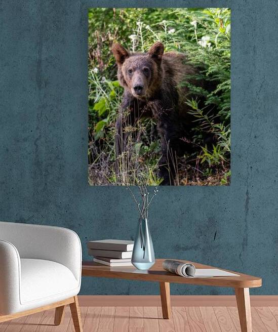 Curious Grizzly Cub  by Danybilodeau