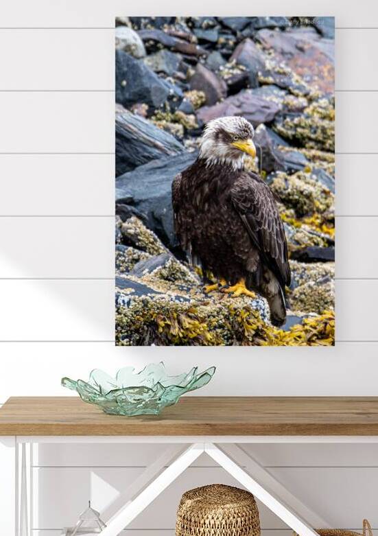 Bald Eagle  on sea shore by Danybilodeau