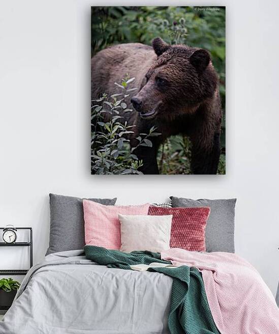 Grizzly by Danybilodeau