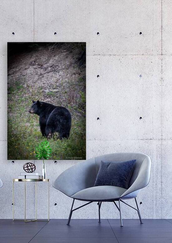 Black Bear walking away  Reproduction