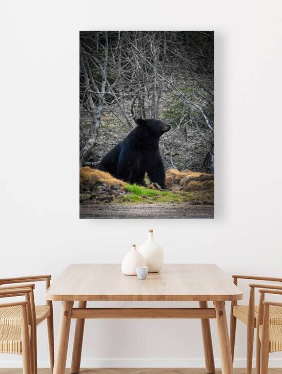 Black Bear 3 Reproduction