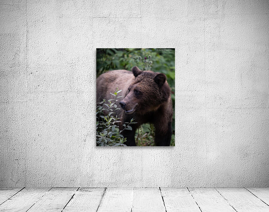 Grizzly Wall Preview