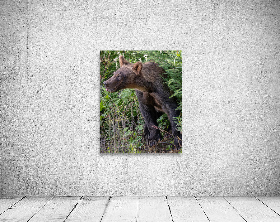 Grizzly cub Wall Preview