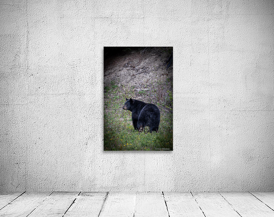 Black Bear walking away  Wall Preview