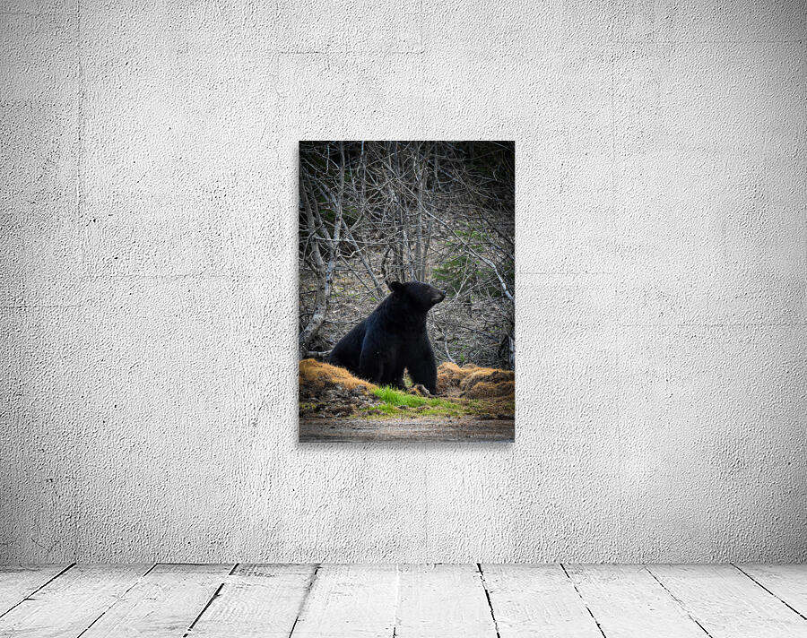 Black Bear 3 Wall Preview