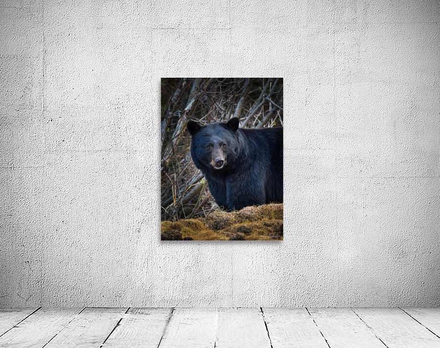 Black Bear 2 Wall Preview