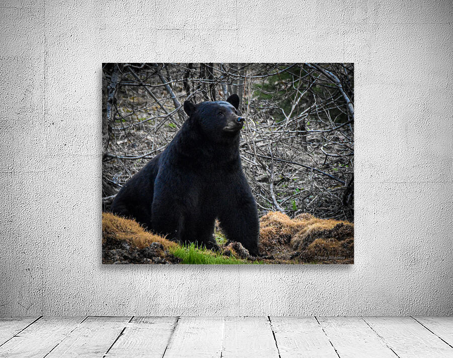 Black Bear 1 Wall Preview