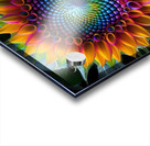 Sunflower Acrylic print
