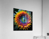 Sunflower Acrylic Print