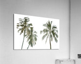 Palm Trees Acrylic Print