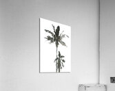 Palm Trees III Acrylic Print