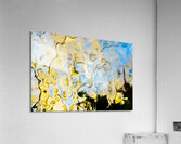 Yellow Pansies Acrylic Print