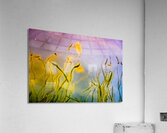 Star Dust IV Acrylic Print