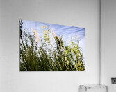 Cattails Acrylic Print