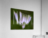 Hosta Blooms III Acrylic Print