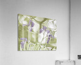 Purple Iris V Acrylic Print