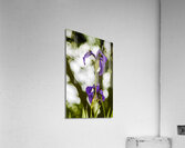 Purple Iris Acrylic Print
