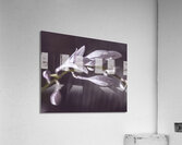 Hosta Blooms VIII Acrylic Print