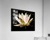 The Water Lotus Acrylic Print