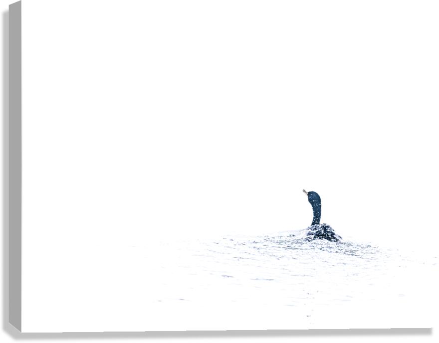 Cormorant VII Canvas Print