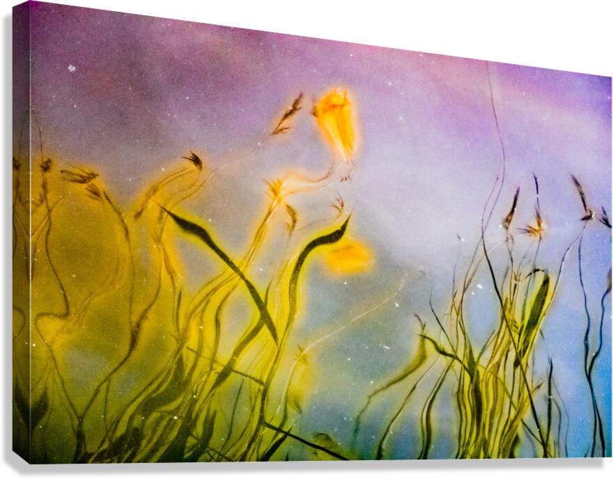 Star Dust IV Canvas Print