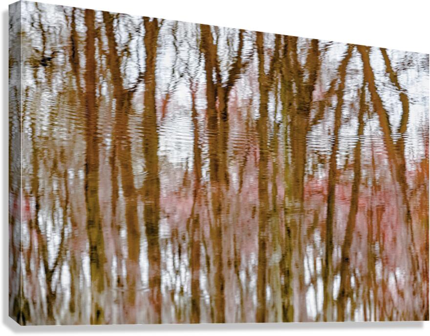 Finding the Forest through the Trees Canvas Print