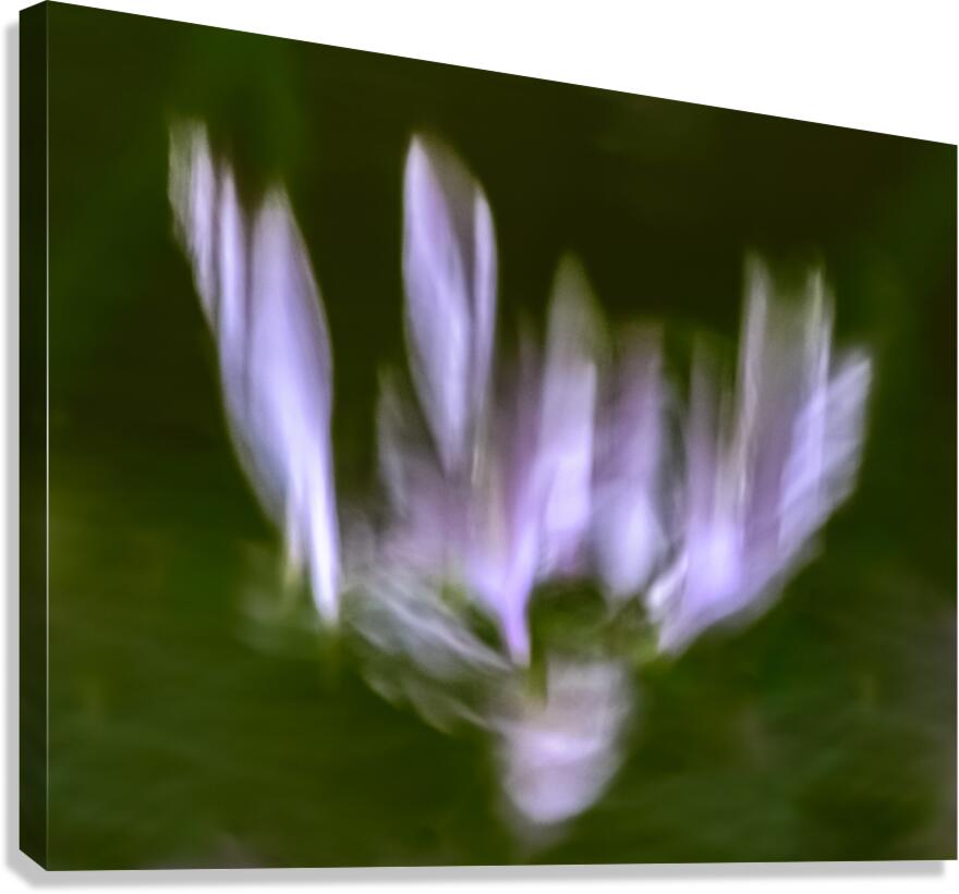 Hosta Blooms III Canvas Print