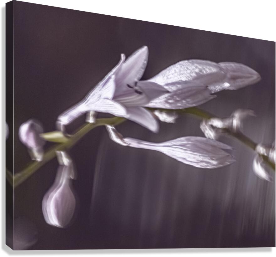 Hosta Blooms VIII Canvas Print