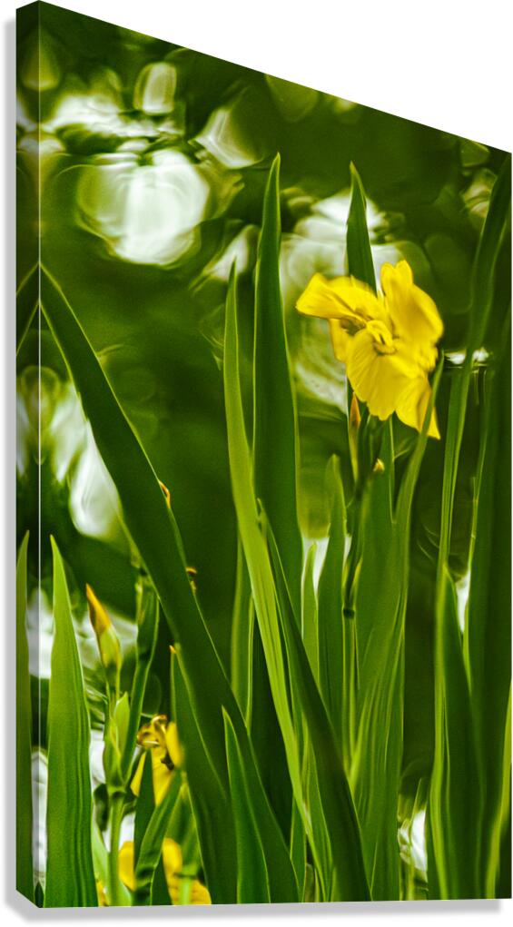 Daffolil in Bloom Canvas Print