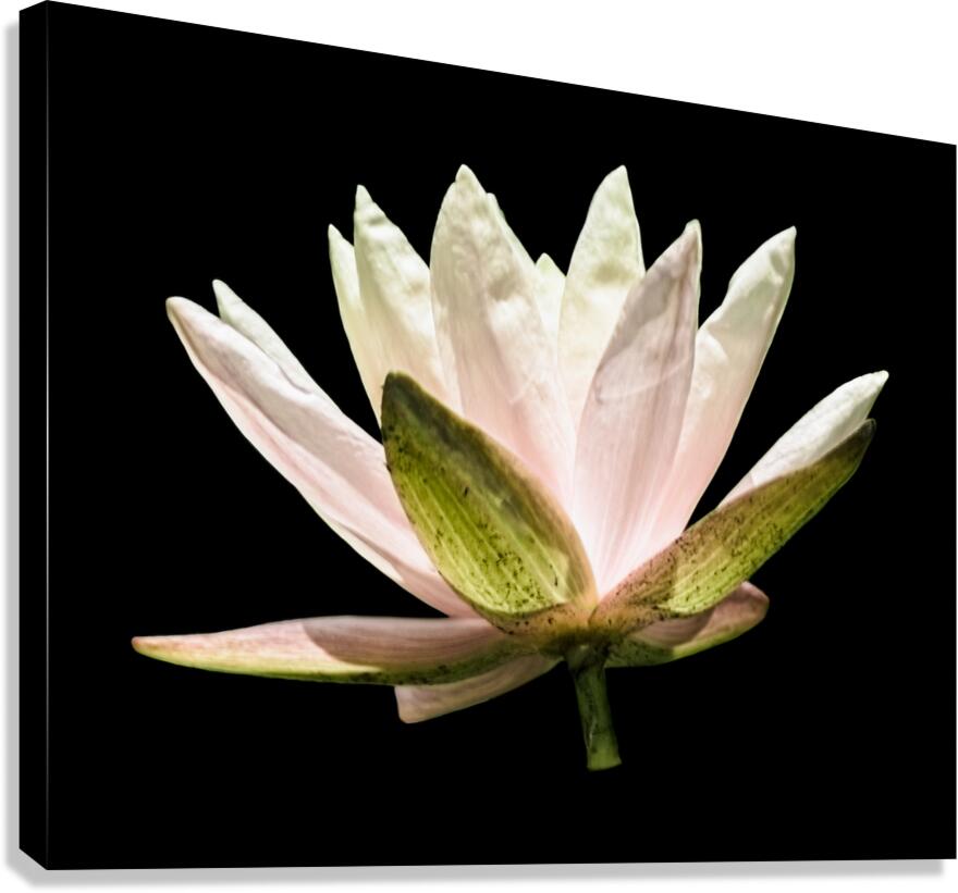 The Water Lotus Canvas Print
