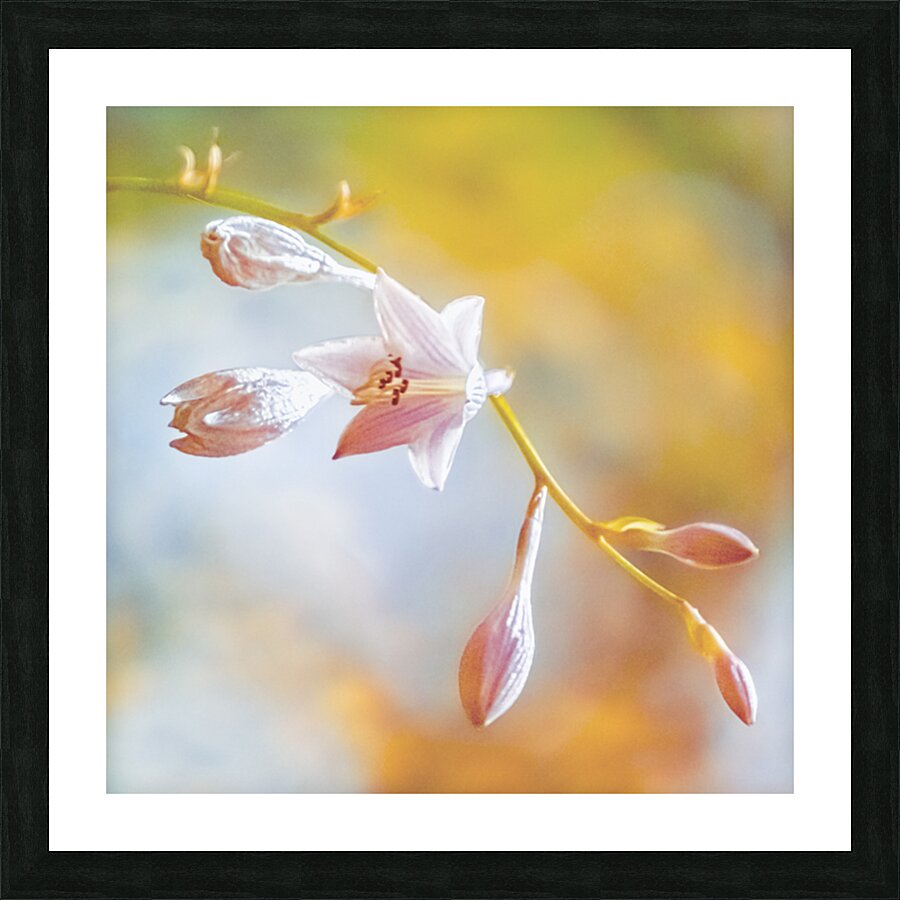 Hosta Bloom Picture Frame Printing