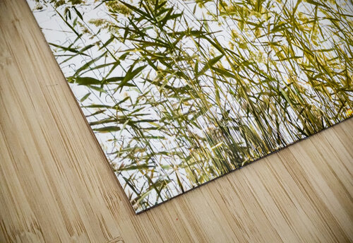 Whispering Tails Reflective Photography puzzle