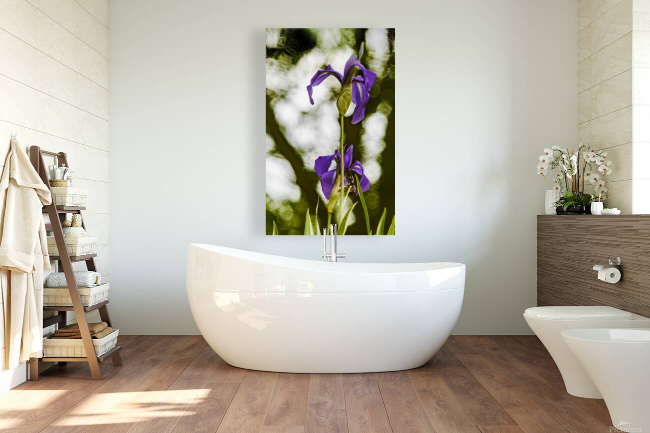 Purple Iris Reproduction