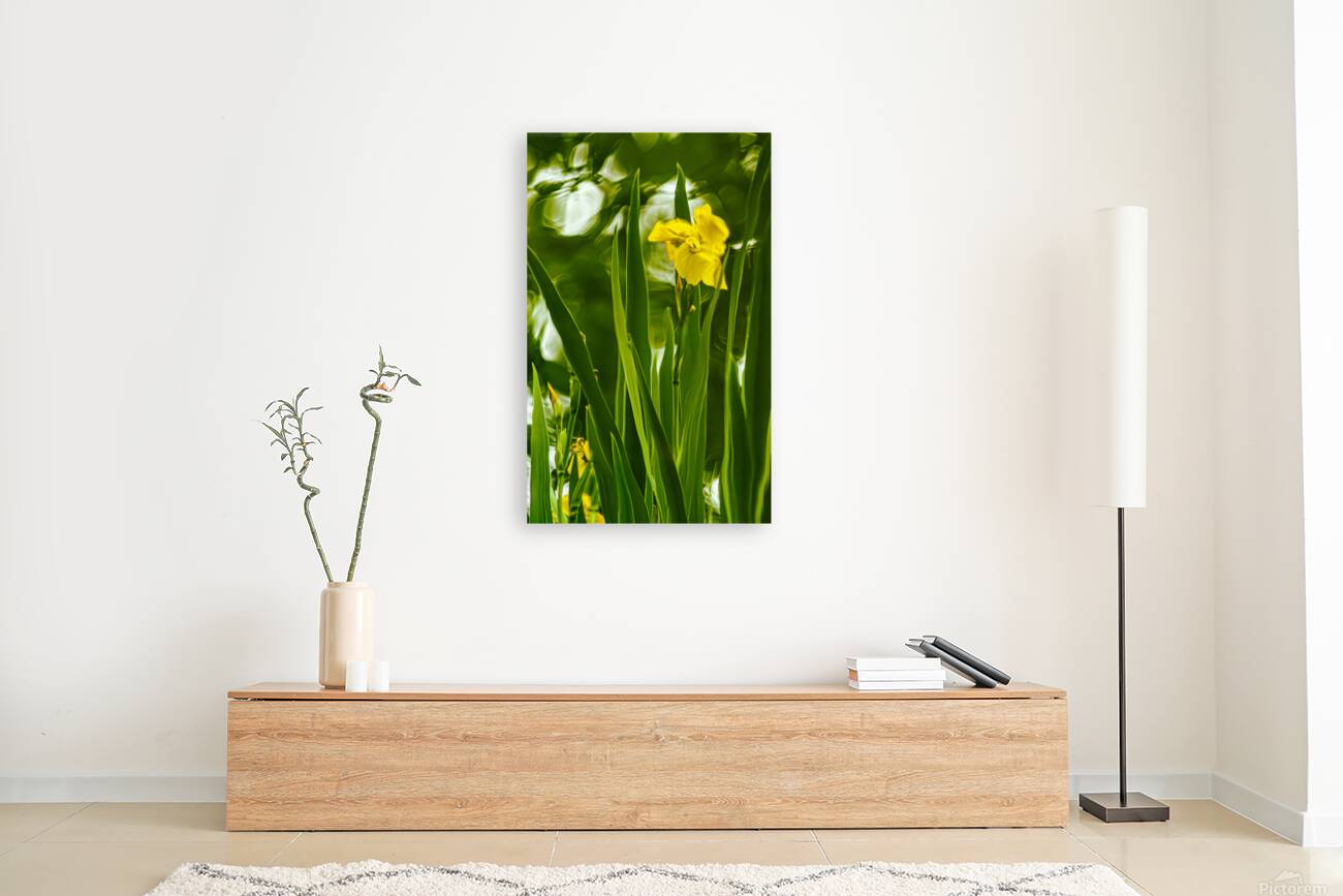 Daffolil in Bloom Reproduction