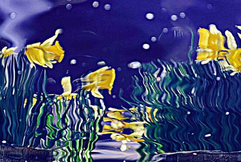 Dance of the Daffodils by Reflective Photography