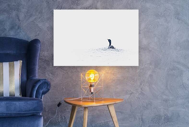 Cormorant VII by Reflective Photography