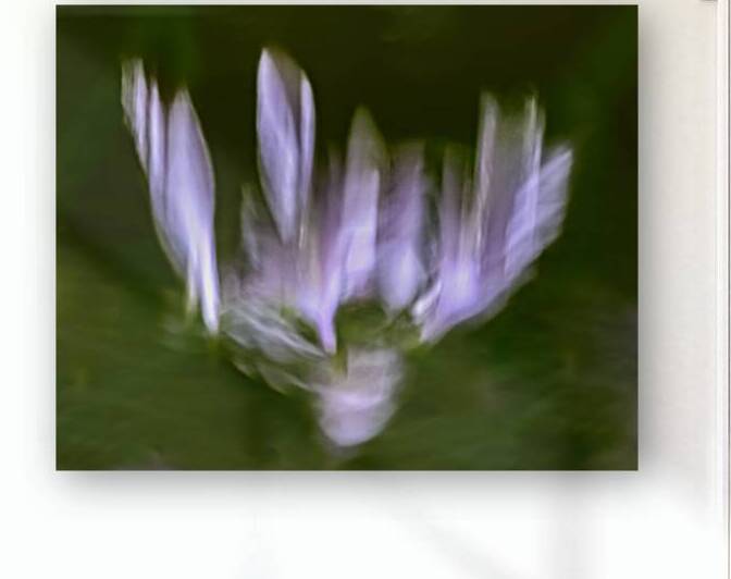 Hosta Blooms III by Reflective Photography