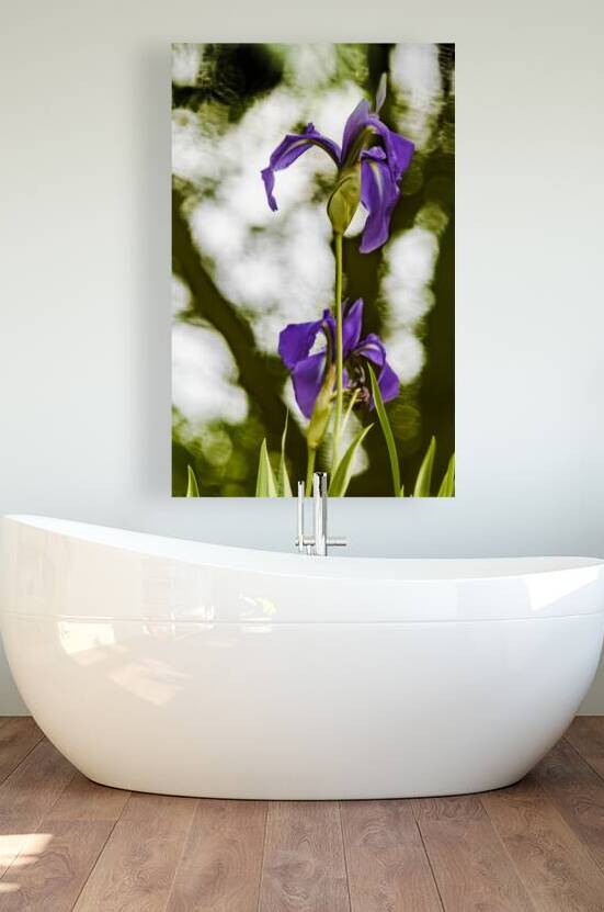 Purple Iris Reproduction