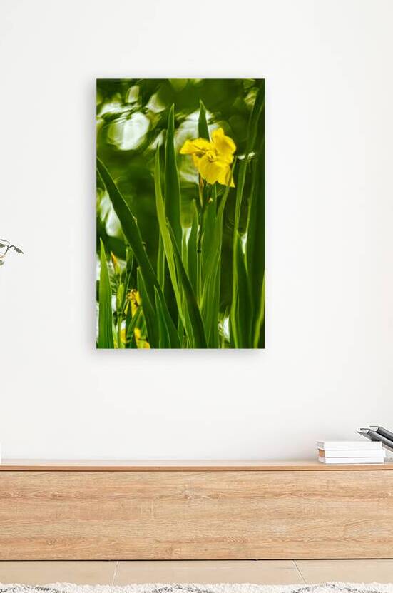 Daffolil in Bloom by Reflective Photography