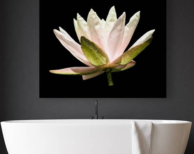 The Water Lotus Reproduction
