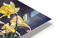 Whimsy HD Metal print