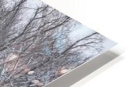 Winter Peace HD Metal print
