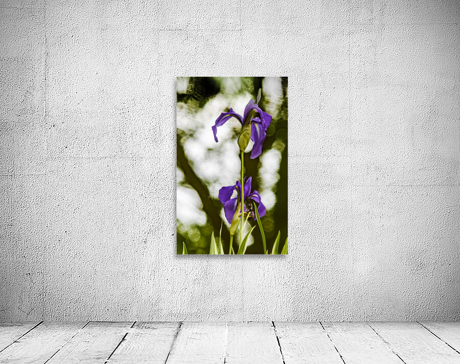 Purple Iris Wall Preview