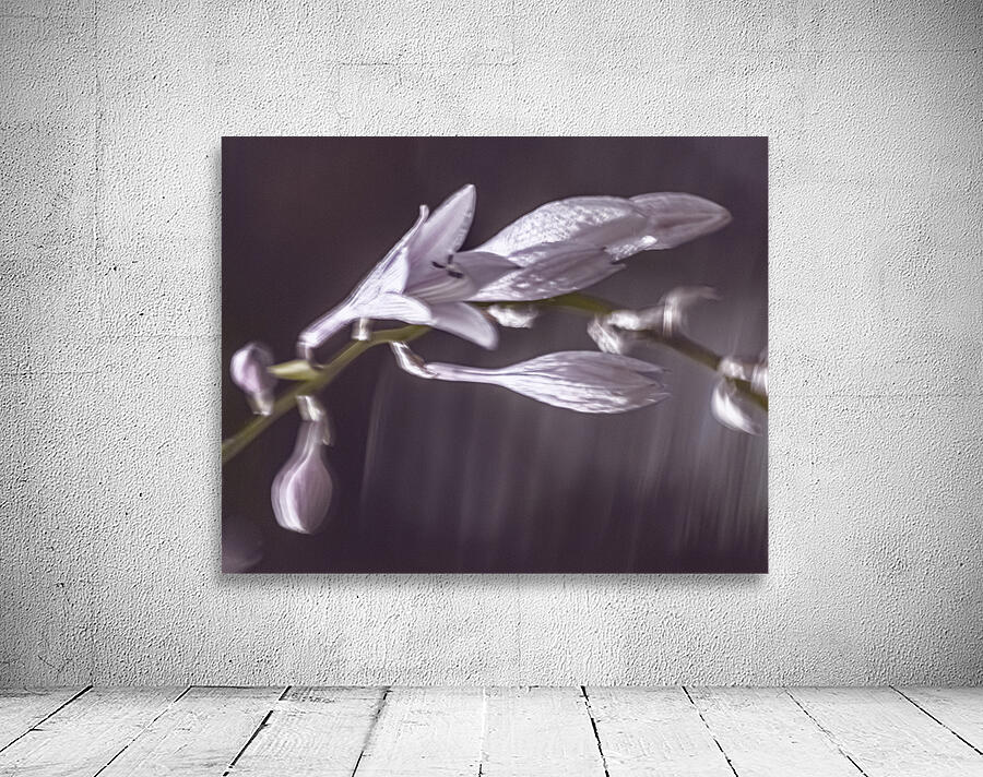 Hosta Blooms VIII Wall Preview